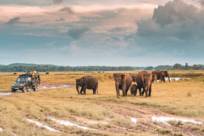 Kaudulla National Park Safari | Jeep with Tickets - What the three-hour afternoon safari feels like