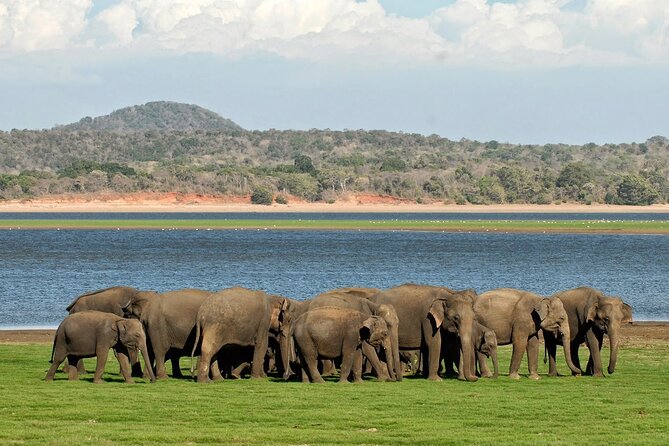 Kaudulla National Park Safari [private , full package] - Key points at a glance