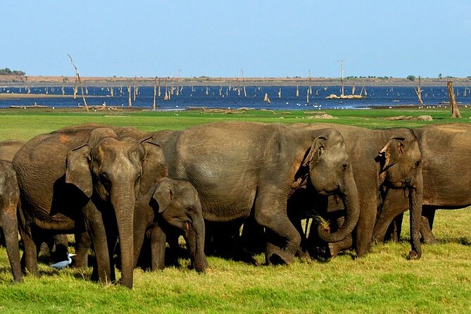 Kaudulla National Park Safari [private , full package] - The private jeep makes the short outing work