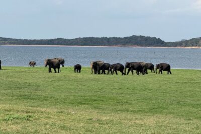 Kaudulla National Park Safari [private , full package]