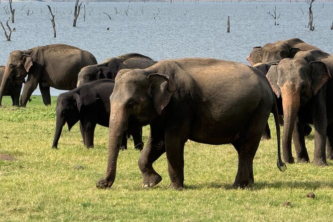 Kaudulla National Park Safari [private , full package] - Elephant watching with a lighter touch