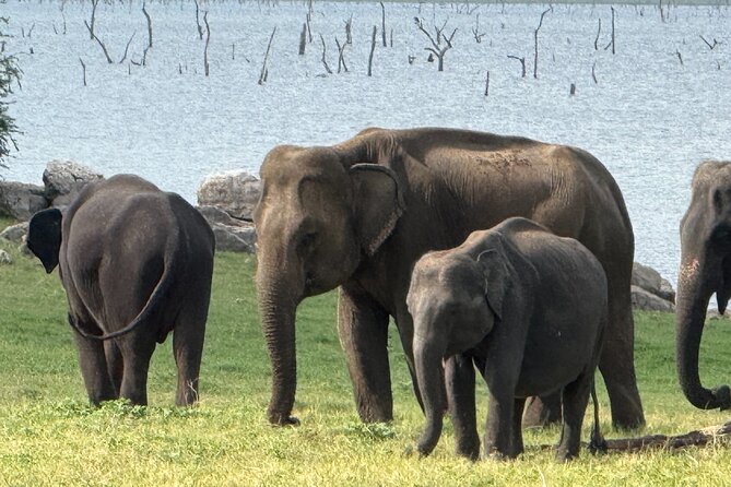 Kaudulla National Park Safari [private , full package] - Wildlife beyond the elephants