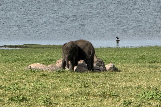 Kaudulla National Park Safari [private , full package] - Is $110 per person good value?