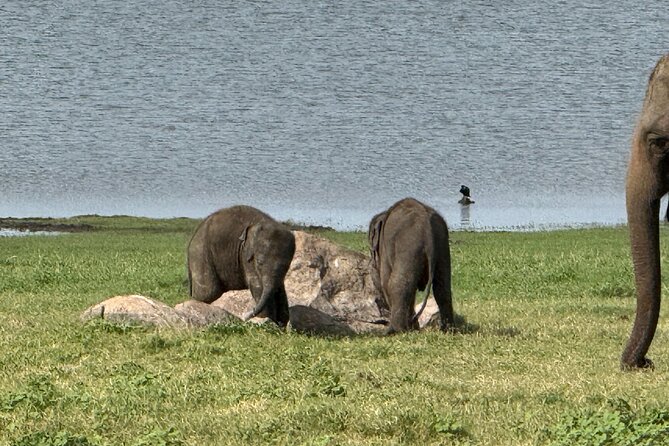 Kaudulla National Park Safari [private , full package] - Who will enjoy this safari most?