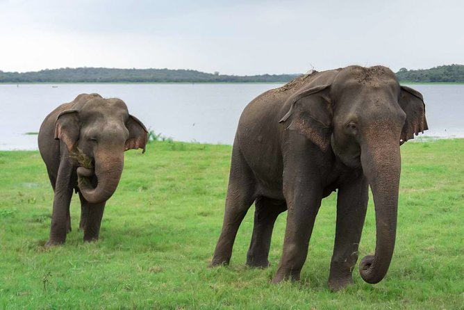 Kaudulla National Park Shared Safari - Key points before you book
