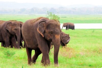 Kaudulla National Park Shared Safari