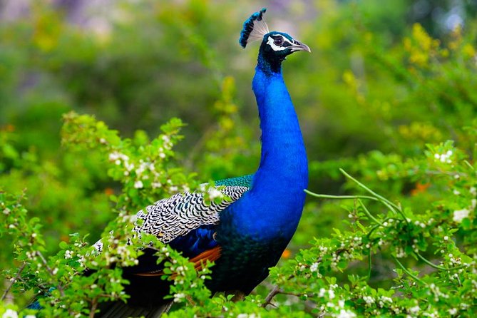Kaudulla National Park Shared Safari - What the private format is worth