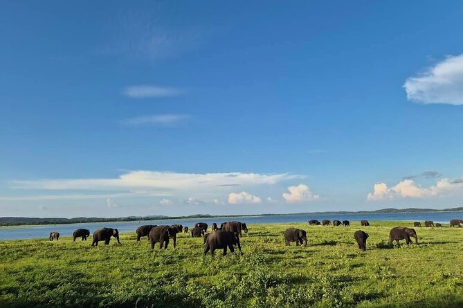 Kaudulla Safari Adventure - Why Kaudulla is famous for elephants
