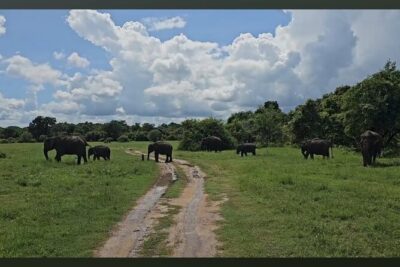 Kaudulla Safari Adventure