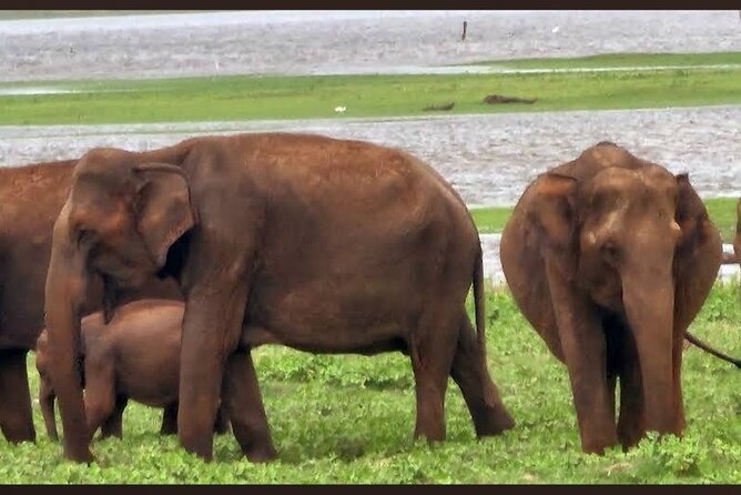 Kaudulla Safari Adventure - Price: the important calculation