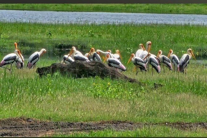 Kaudulla Safari Adventure - The ticket office is the weak point