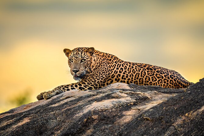 Kumana National Park Half Day Jeep Safari - Why Kumana is more than a bird-watching stop