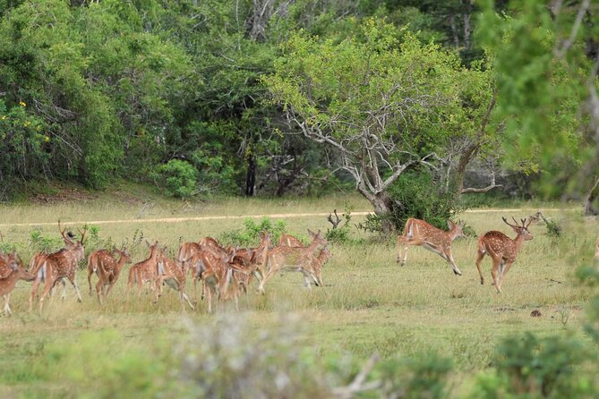 Kumana National Park Half Day Jeep Safari - Morning or afternoon: choosing the better departure