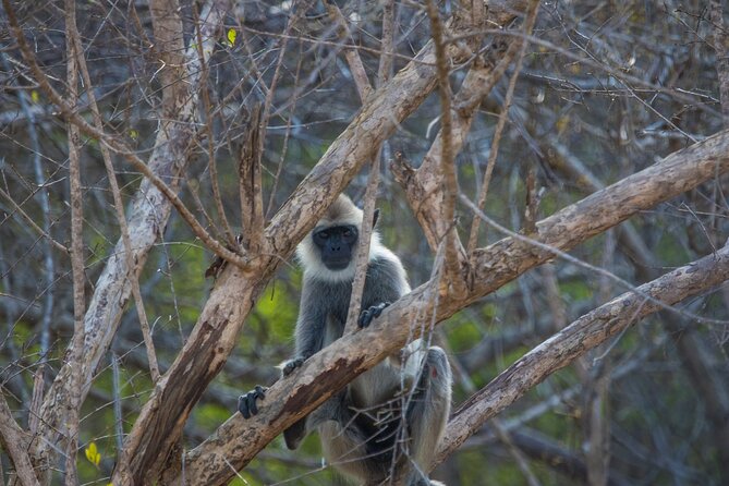 Kumana National Park Half Day Jeep Safari - Who will get the most from this safari