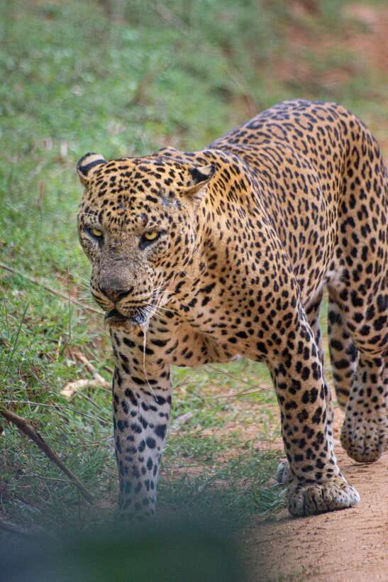 Kumana National Park : Morning or Afternoon Safari Tour - One hour on the road, four hours in Kumana
