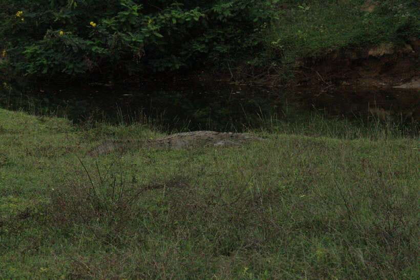 Kumana National Park : Morning or Afternoon Safari Tour - Kumana Villu and Kumbukkan Oya