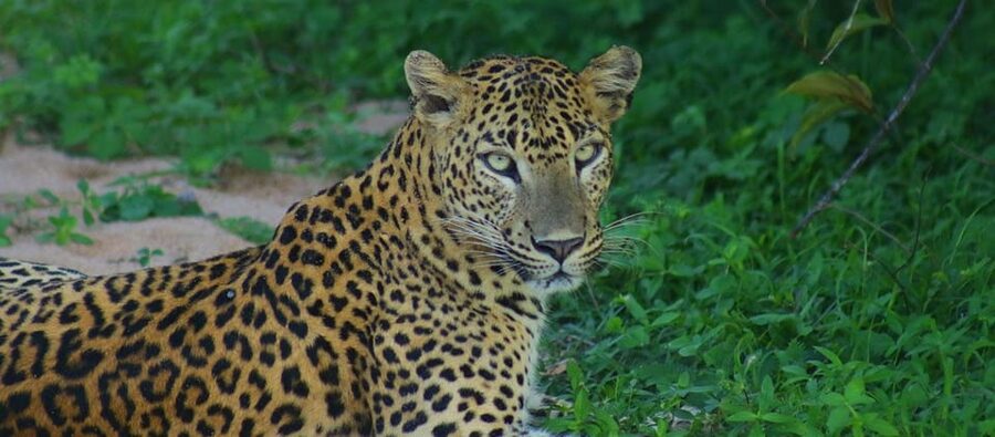 Kumana National Park : Morning or Afternoon Safari Tour - Comfort in a six-person safari jeep