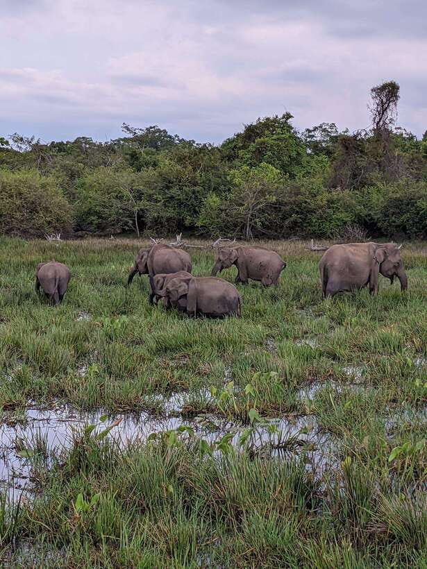 Kumana National Park : Morning or Afternoon Safari Tour - Starting from Arugam Bay, Pottuvil, or Panama