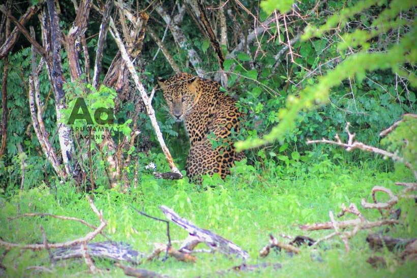 Kumana National Park : Private Half-Day Jeep Safari - Key points to know before you book