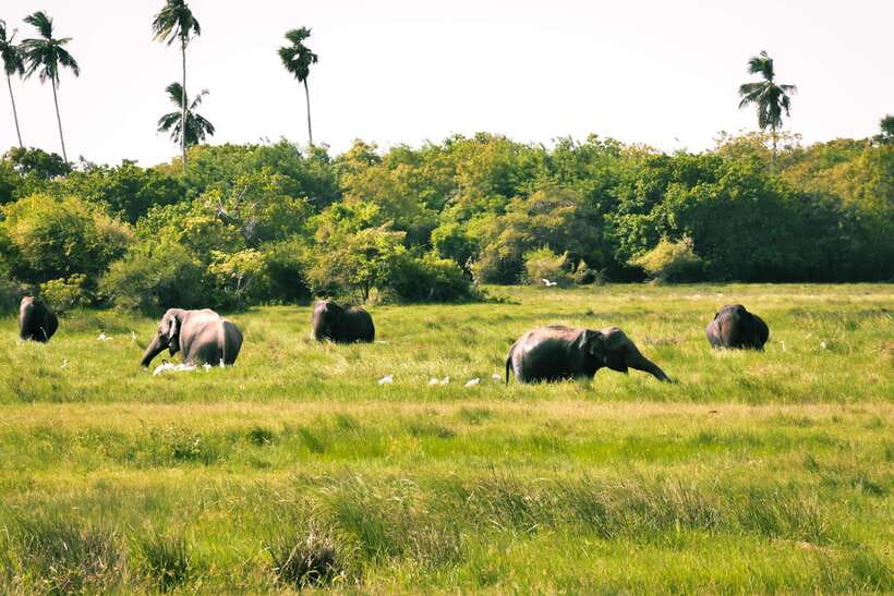 Kumana National Park : Private Half-Day Jeep Safari - Why Kumana works so well from Arugam Bay