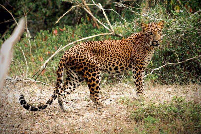 Kumana National Park : Private Half-Day Jeep Safari - Four hours on Kumana’s rough park tracks