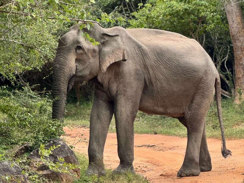 Kumana National Park : Private Half-Day Jeep Safari - Leopards, elephants, and the smaller sightings