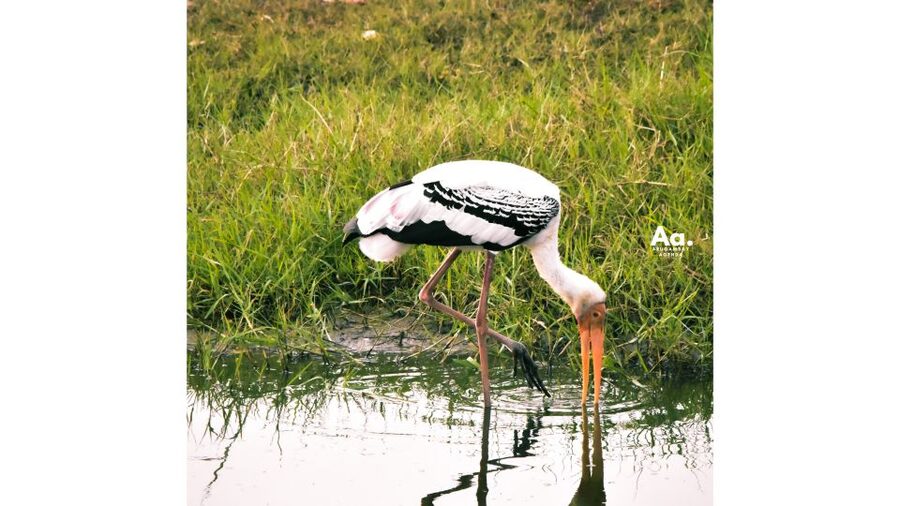 Kumana National Park : Private Half-Day Jeep Safari - Birdwatching deserves more attention here