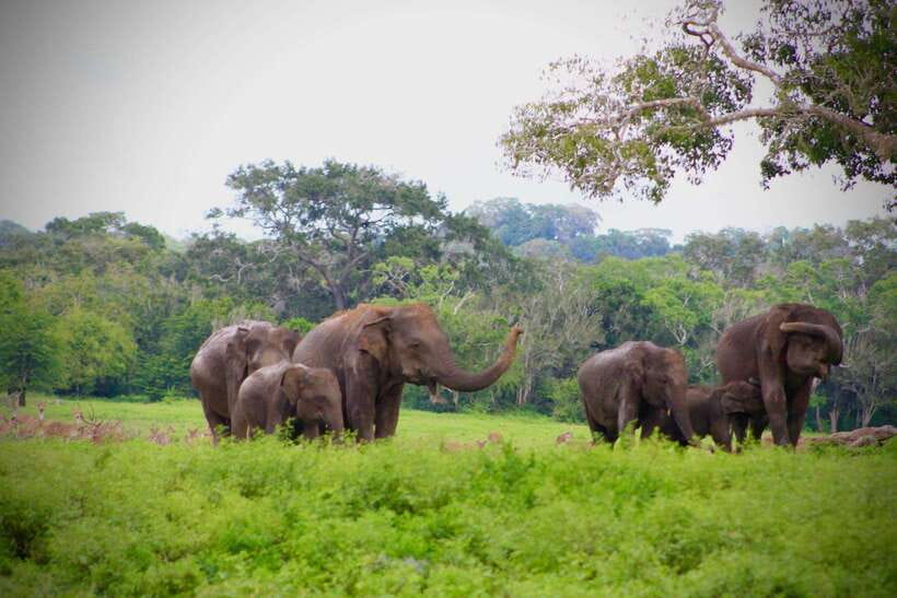 Kumana National Park : Private Half-Day Jeep Safari - Morning versus afternoon: which departure suits you?