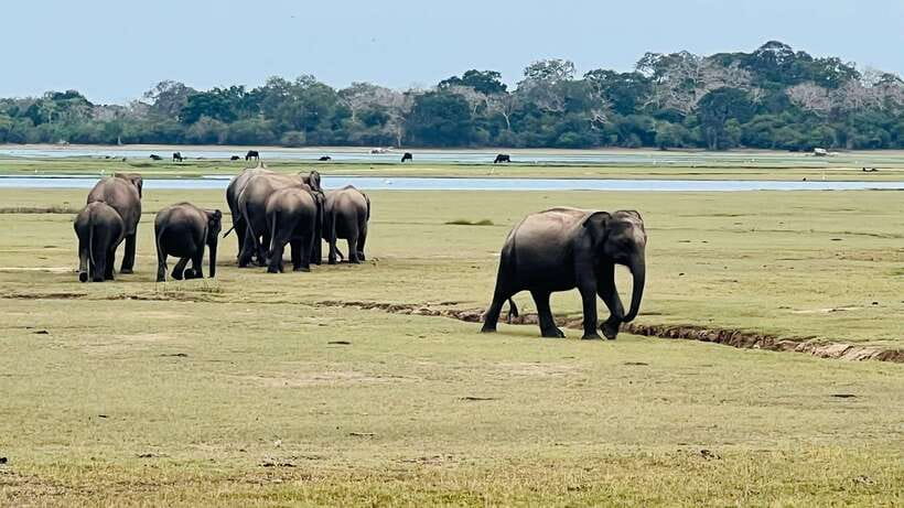 Kumana National Park : Private Half-Day Jeep Safari - Who should book this safari?