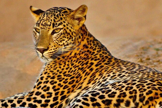 Kumana National Park Safari | from Arugam Bay - Why Kumana is worth the trip from Arugam Bay