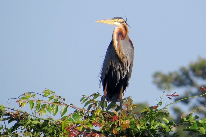Kumana National Park Safari | from Arugam Bay - Is $83.75 a fair price?