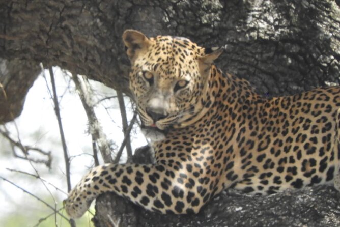 Kumana National Park Safari | from Arugam Bay - The best fit for birdwatchers, couples, and small groups