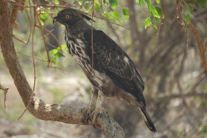 Kumana National Park Safari | from Arugam Bay - Should you book the Kumana safari?