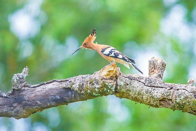 Kumana National Park Safari | from Arugam Bay - Larger wildlife and the chance of a leopard