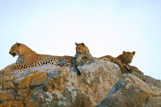 Leopard Half Day Yala National Park Eleven Safari - Why Yala is Sri Lanka’s classic safari choice