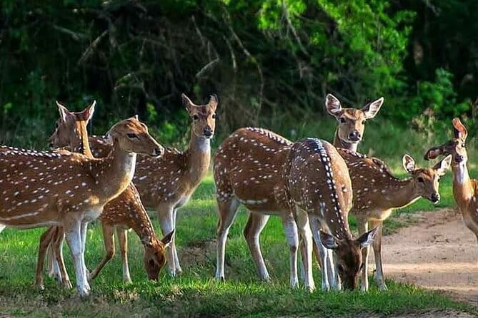 Leopard Half Day Yala National Park Eleven Safari - What the four-hour Yala route can reveal