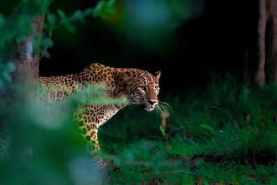 Leopard Half Day Yala National Park Eleven Safari