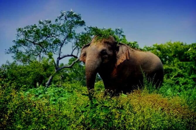 Leopard Half Day Yala National Park Eleven Safari - Rough tracks and the real comfort level