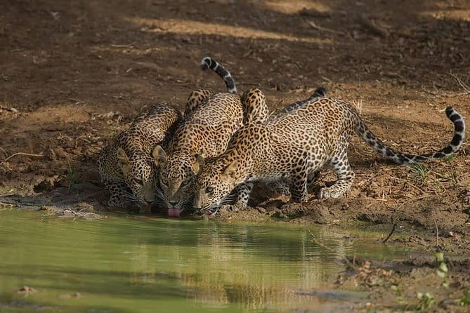 Leopard Half Day Yala National Park Eleven Safari - Who will get the most from this safari?