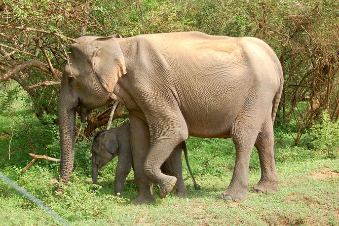 Leopard Safari in Yala National Park(Full Day/Half A Day) - Key points to know before you book