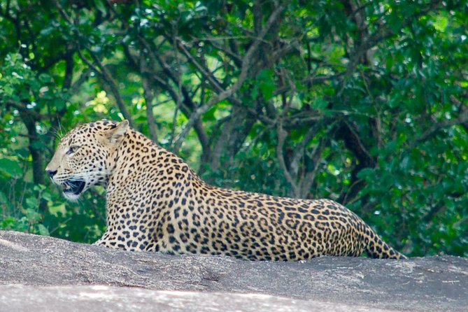 Leopard Safari in Yala National Park(Full Day/Half A Day) - Choosing between five hours, seven hours, and a full day