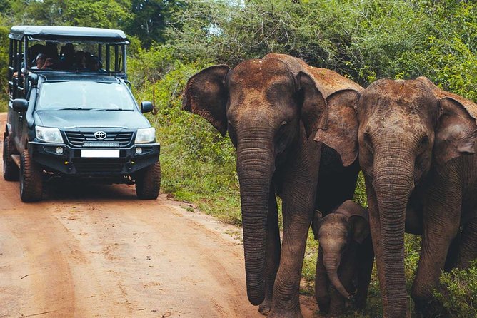 Leopard Safari Tour in Yala National Park - What the four to fourteen hours actually means