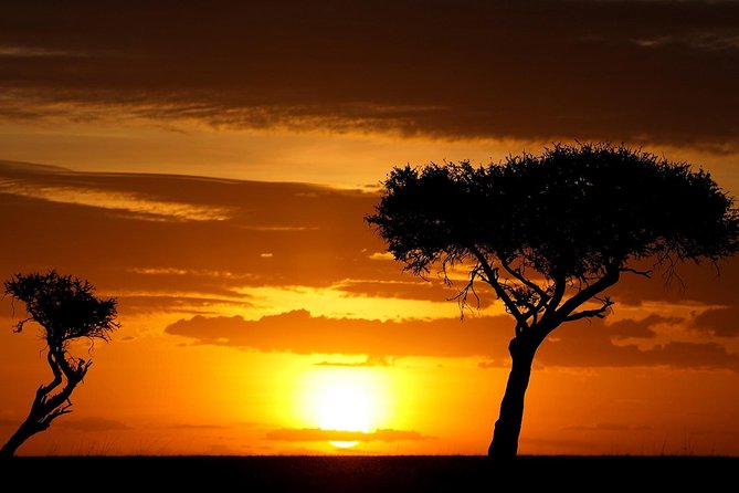 Leopard Safari Tour in Yala National Park - The wildlife search, from leopards to peacocks