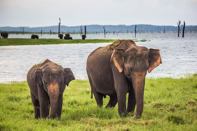 Leopard Safari Tour in Yala National Park - Is $20 a bargain once the park fee is added?