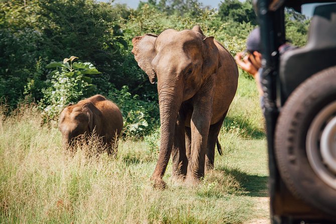 Leopard Safari Tour in Yala National Park - Who will get the most from this safari