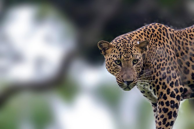 Leopard Safari Tour in Yala National Park - Entering Yala at 6 a.m. by safari jeep