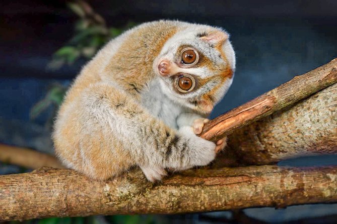 Loris Watching from Sigiriya - Key points to know before booking