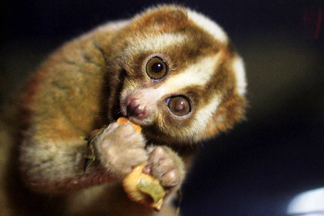 Loris Watching from Sigiriya - Starting at 6:30 pm in Sam Popham’s Arboretum