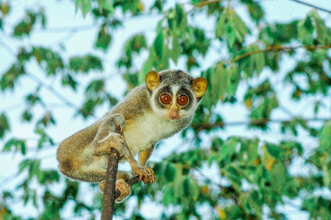 Loris Watching from Sigiriya - What the private format adds