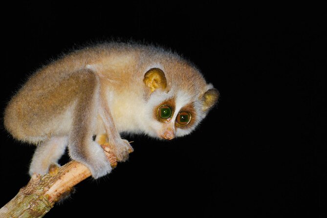 Loris Watching from Sigiriya - Finding a slender loris with red light